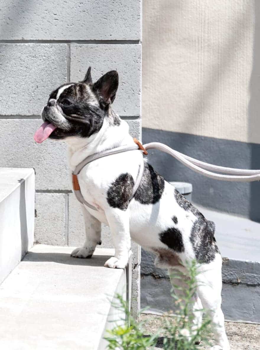 abu