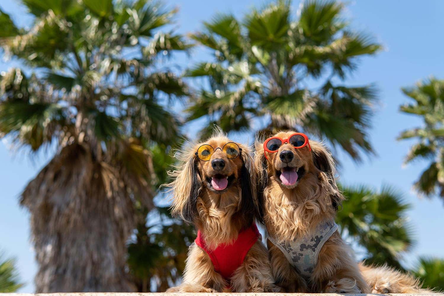 代官山で開催されるPAWLIVE DOG＆KIDS 夏祭り
