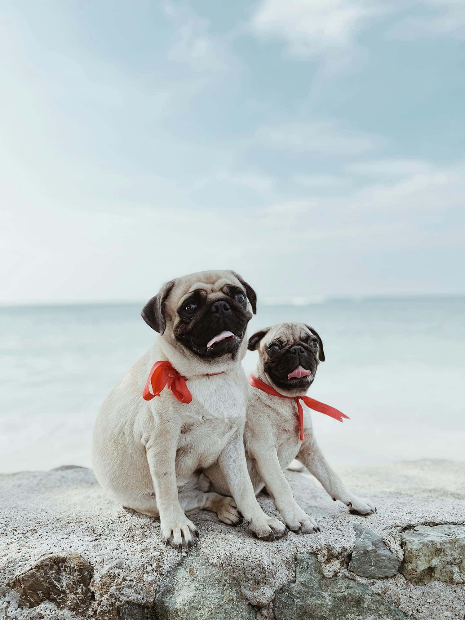 “まだ大丈夫”な日に始めたい、犬たちの夏支度
