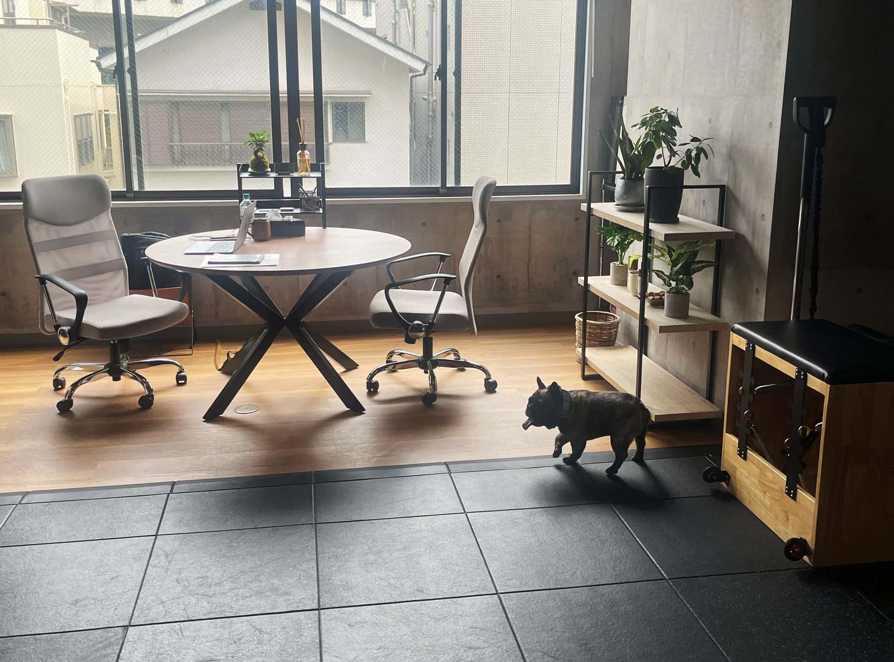 木の床と黒いトレーニングフロアを行き来するフレンチブルドッグ
