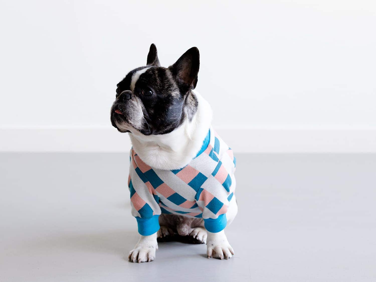 abu —— 犬と暮らす生活を、デザインするという選択