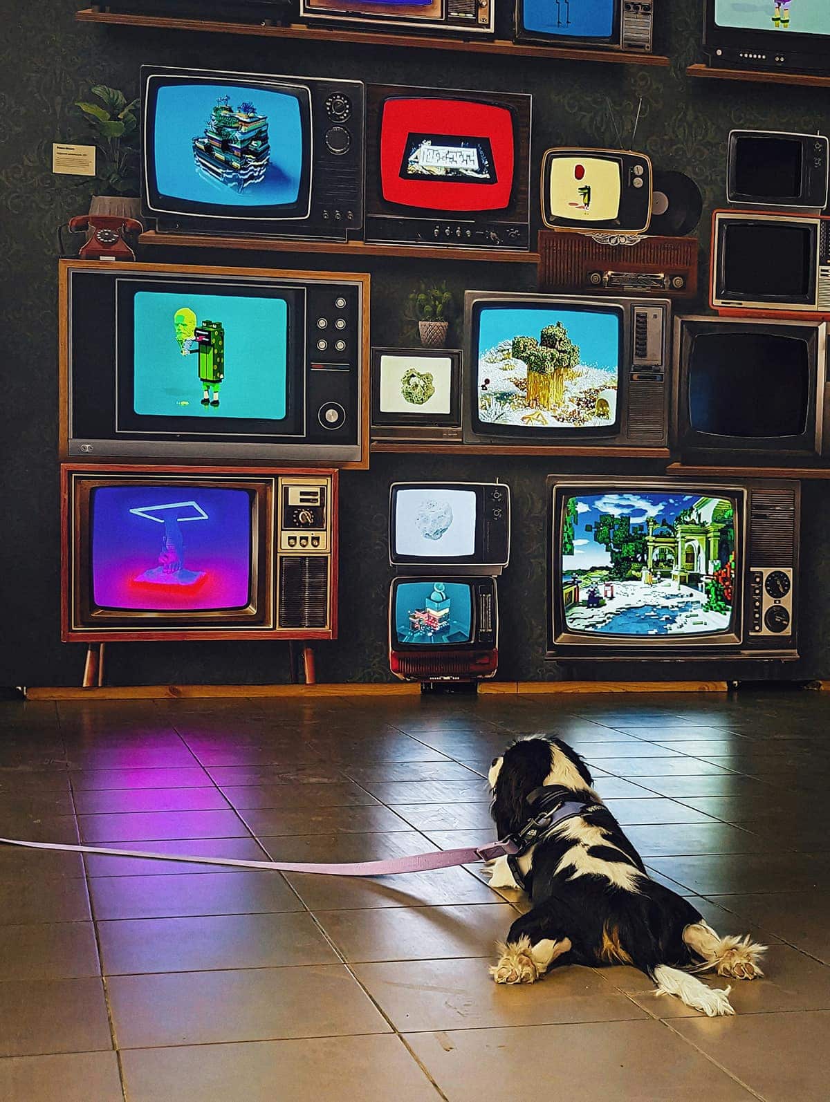 お正月、犬と過ごす映画時間