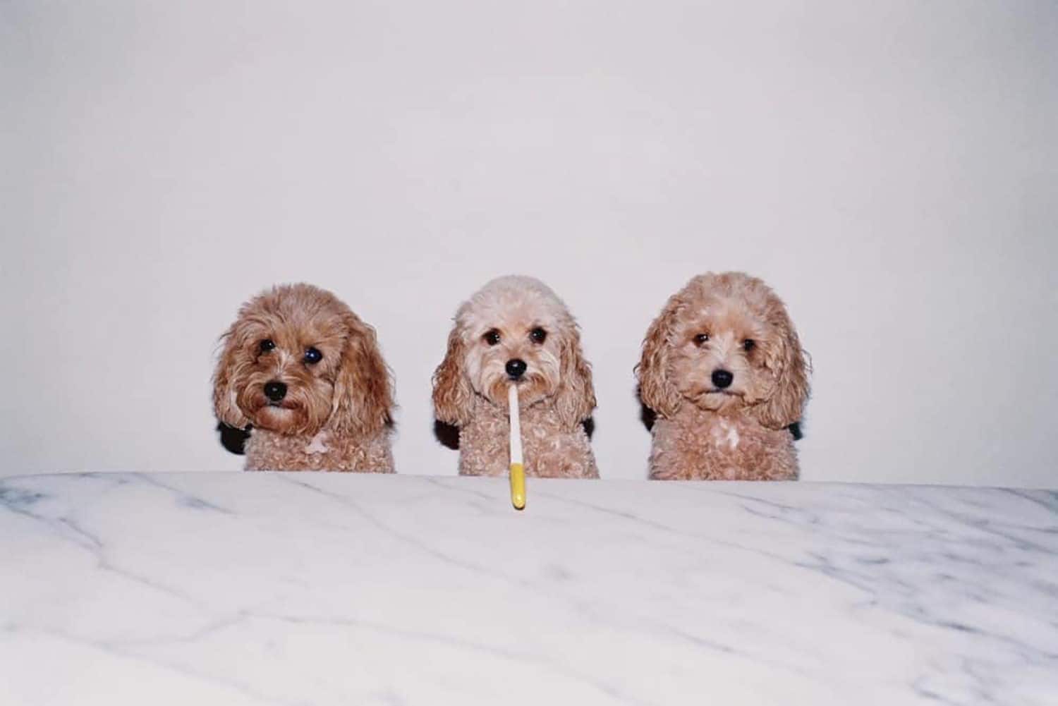 はじめての春 — 犬の口腔ケア