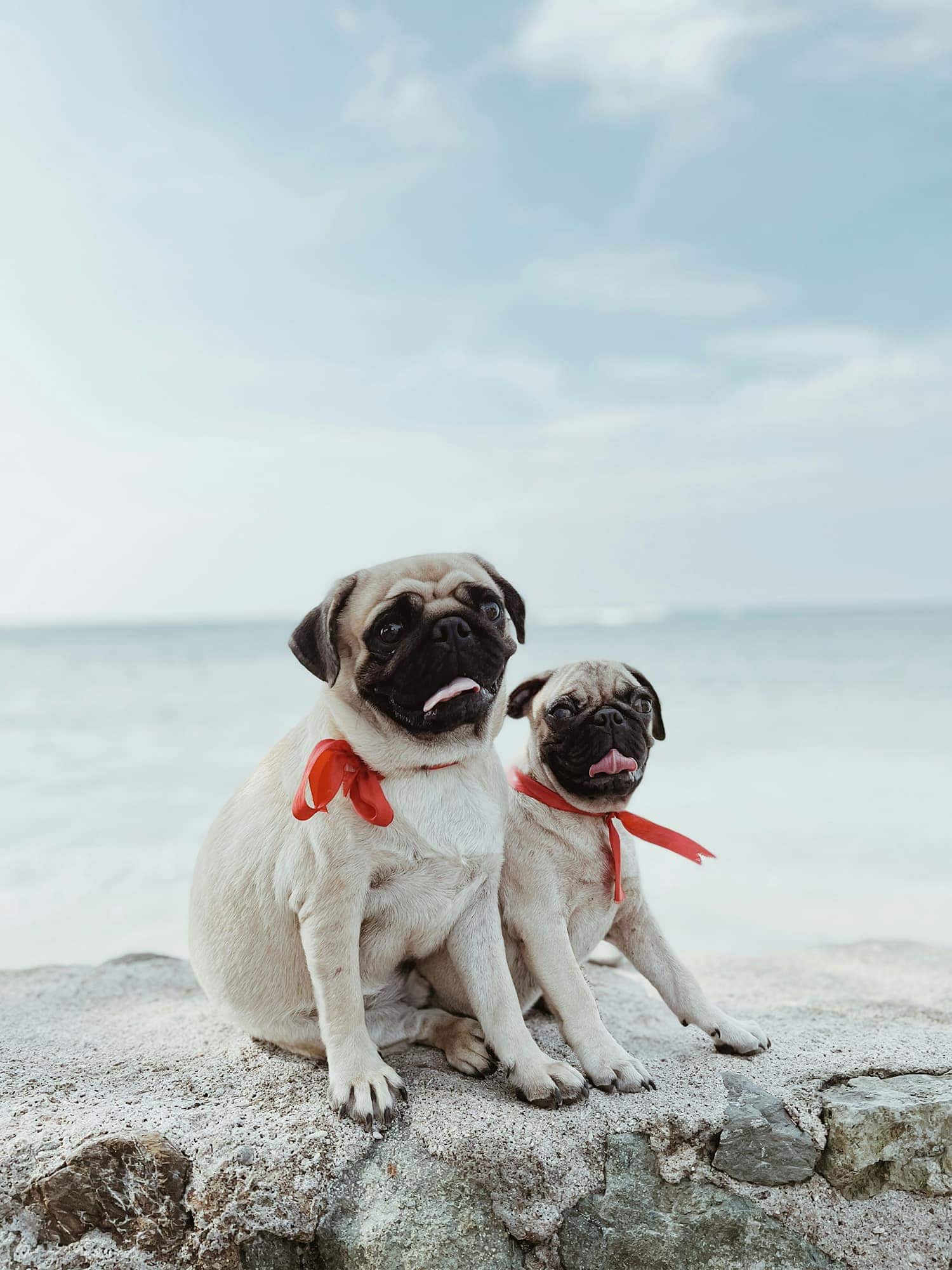 “まだ大丈夫”な日に始めたい、犬たちの夏支度