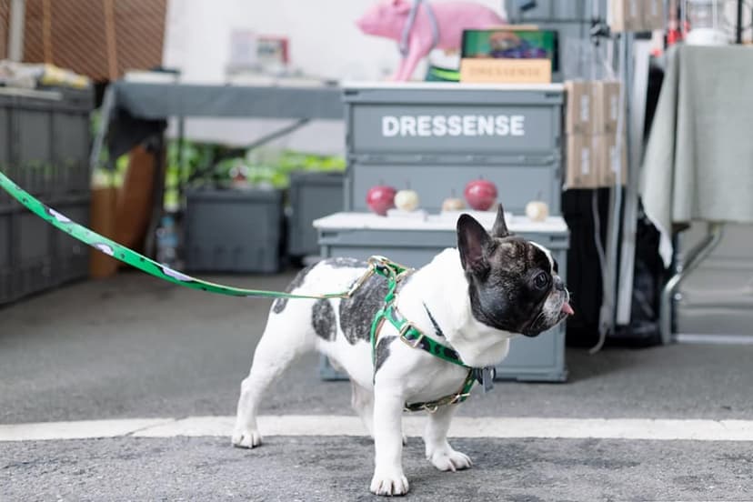 abuの店内でリラックスするフレンチブルドッグ、殿