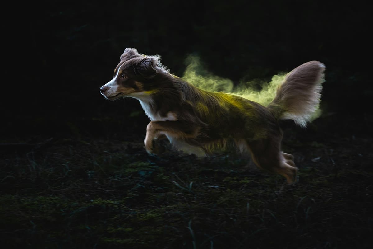 今日の運勢を占う