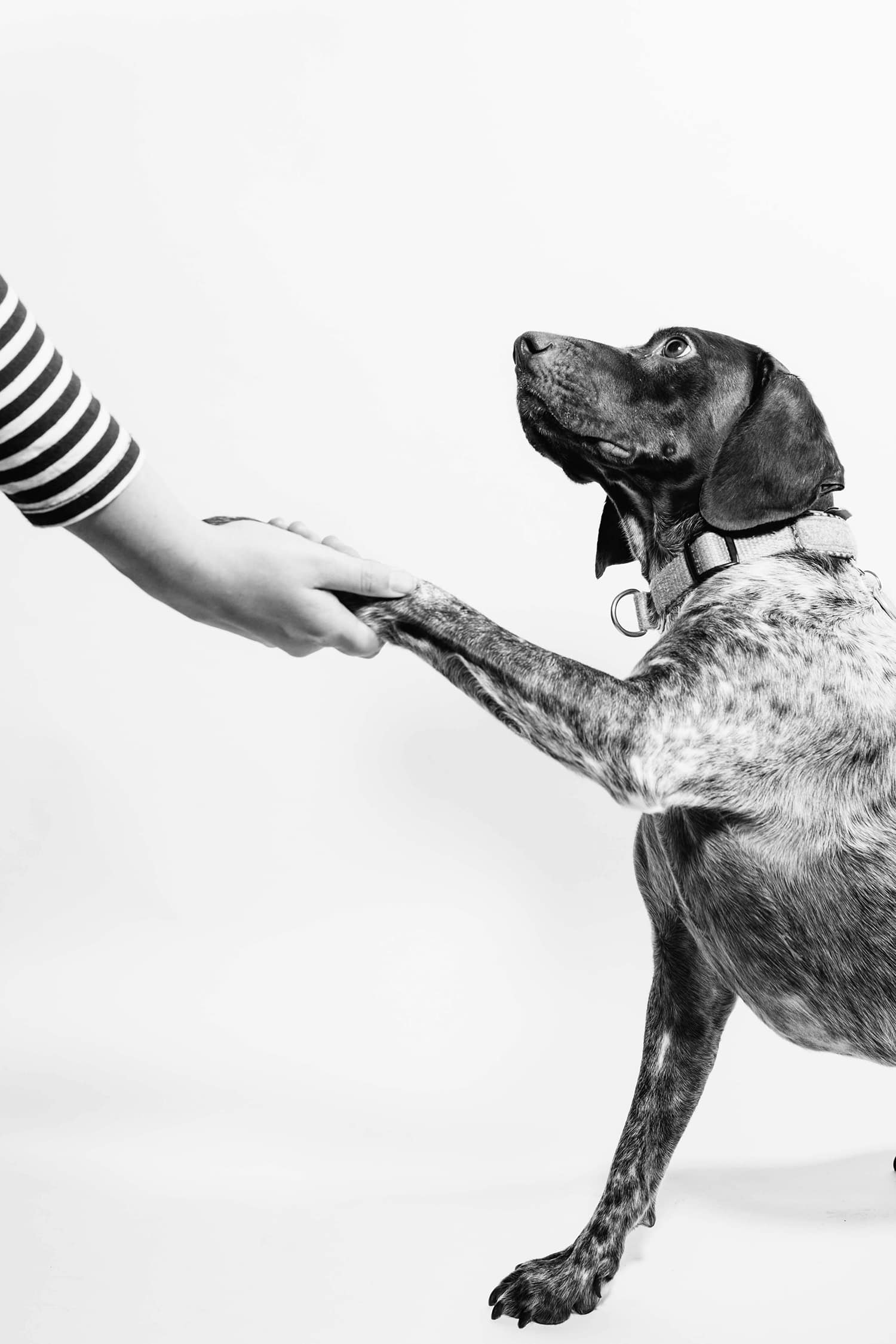 4月の犬キモチ暦 — 違和感を、信じる