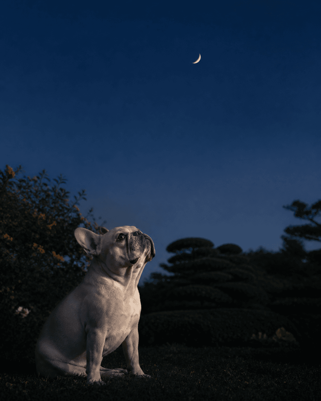 9月の犬キモチ暦