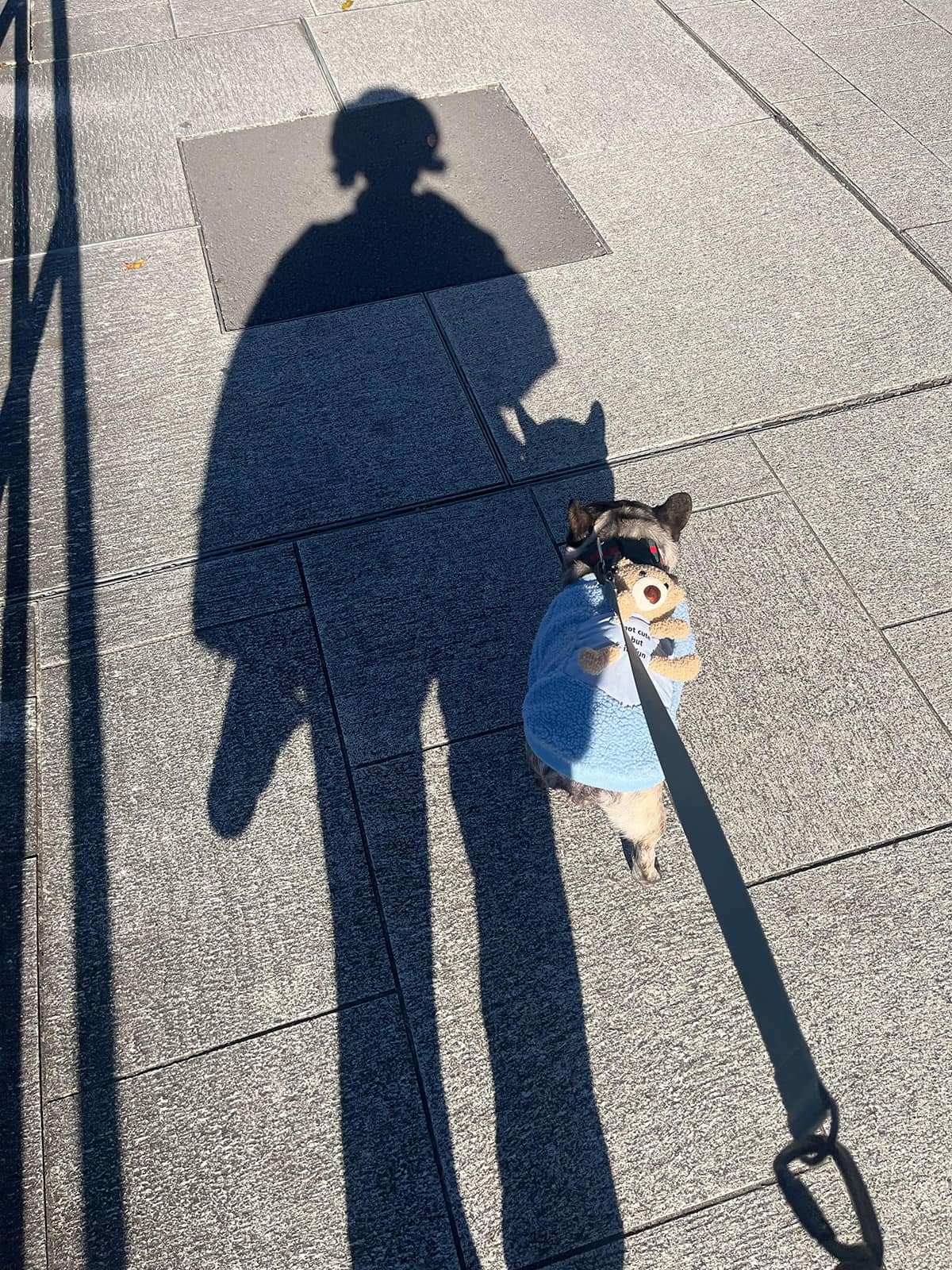 フレンチブルドッグとの暮らし