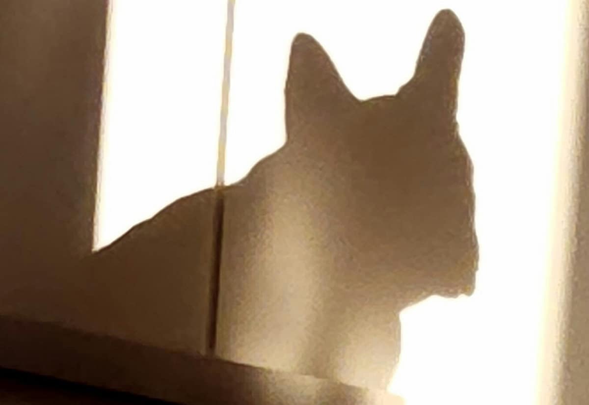 フレブルが世界を席巻する理由