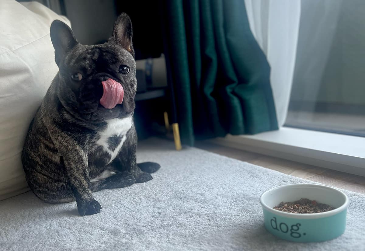 フレンチブルドッグとの1年