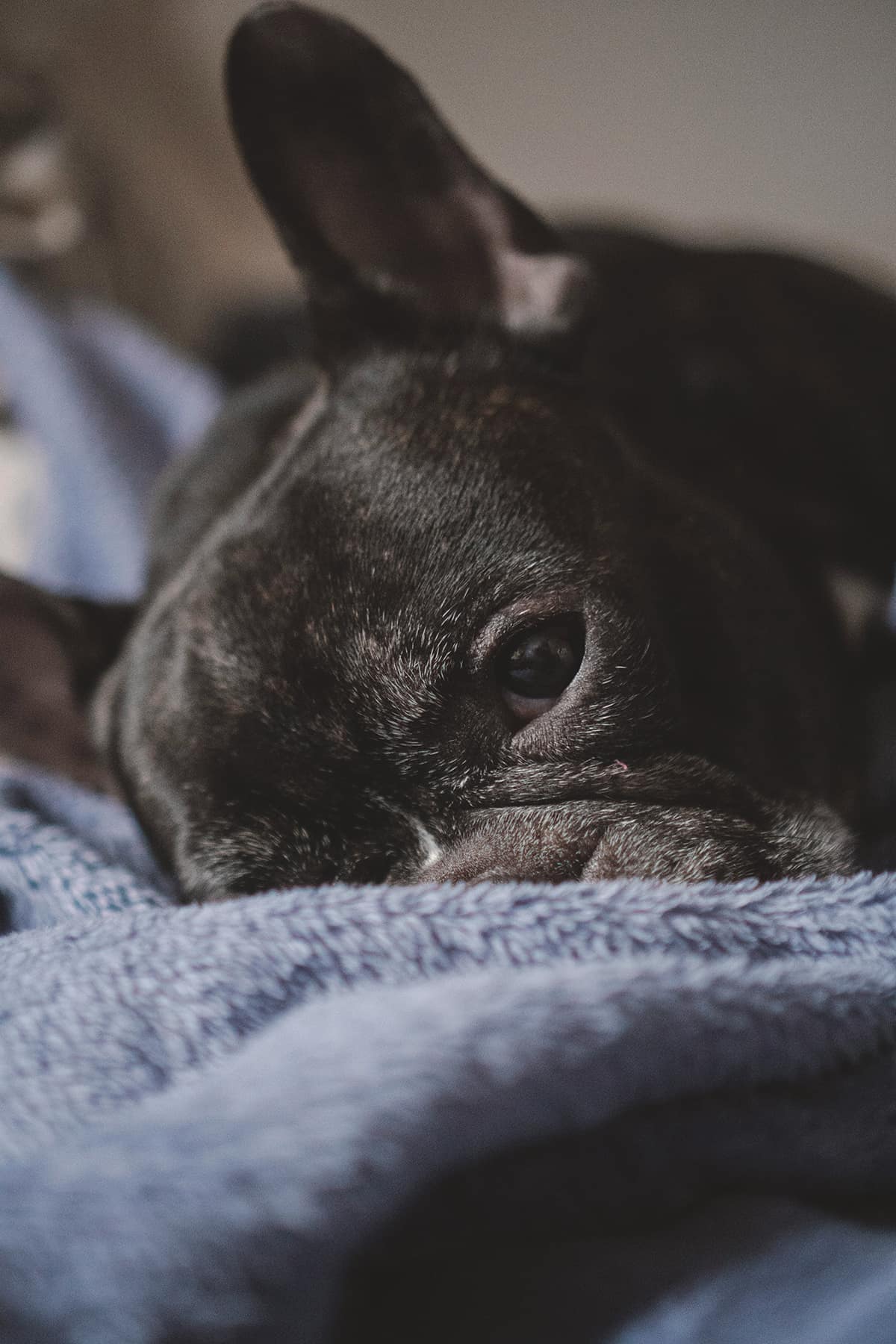 5月病と犬の話 — When Dogs Know Better