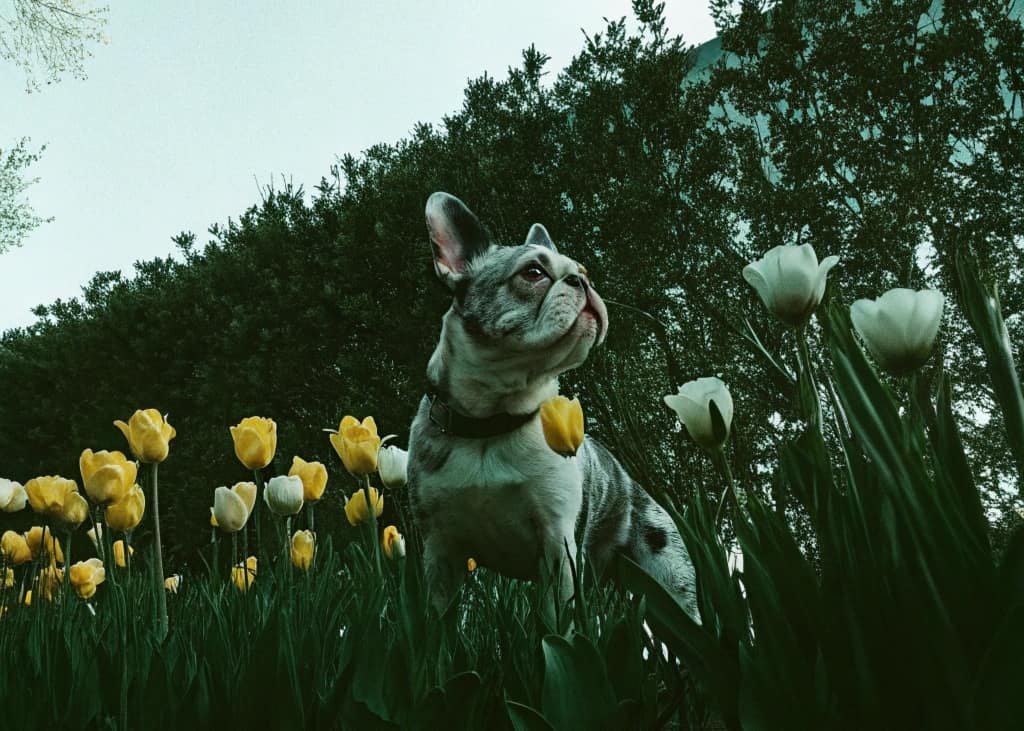 犬と歩く、光と影の美術時間