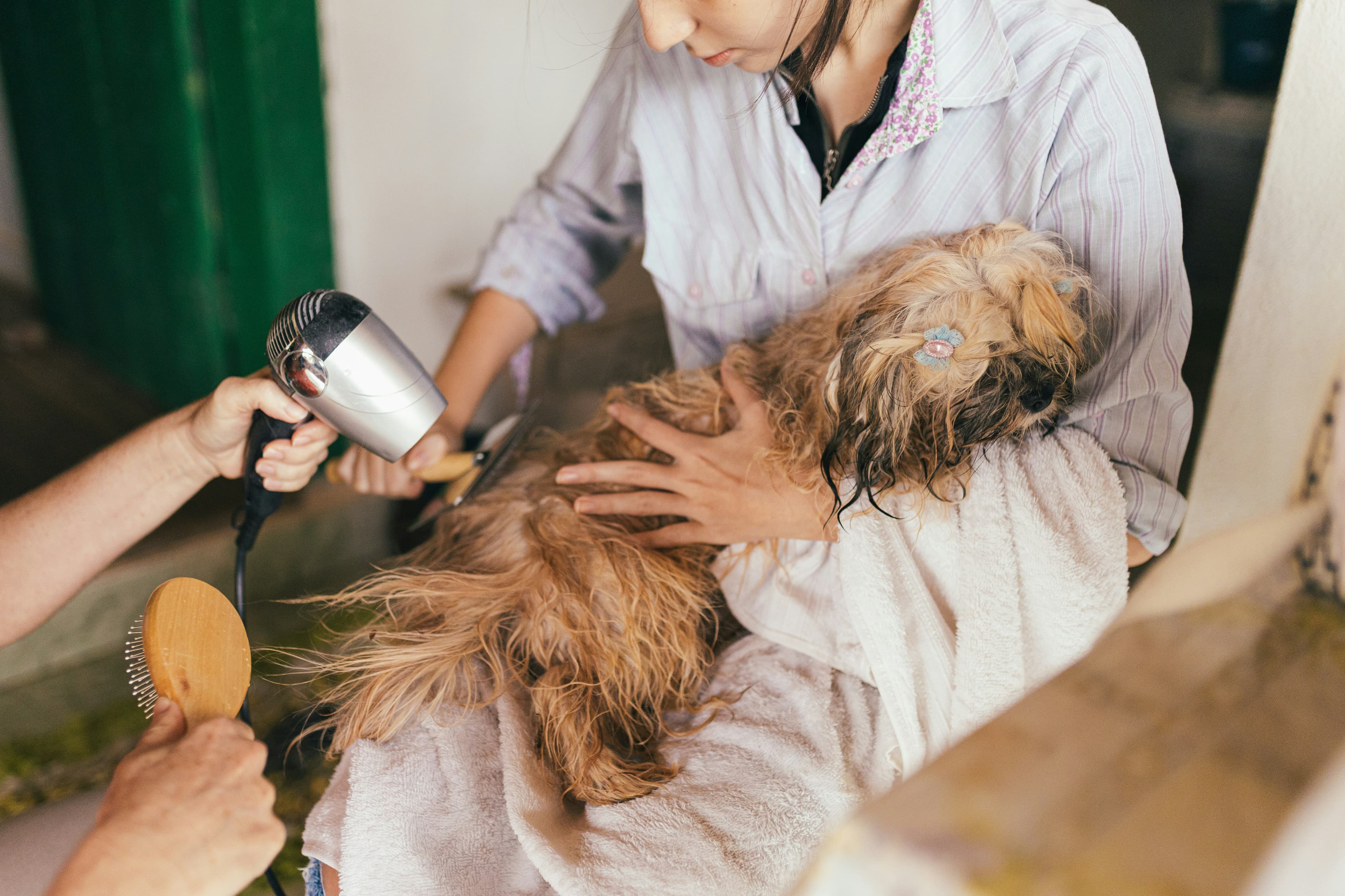 犬のスパケア