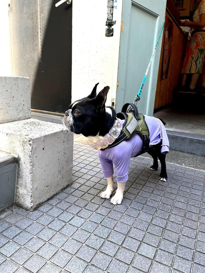 ラベンダーのウェアを着た看板犬ペレ