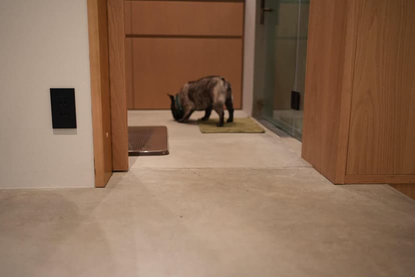 犬用トイレと水まわりのそばを確認する犬
