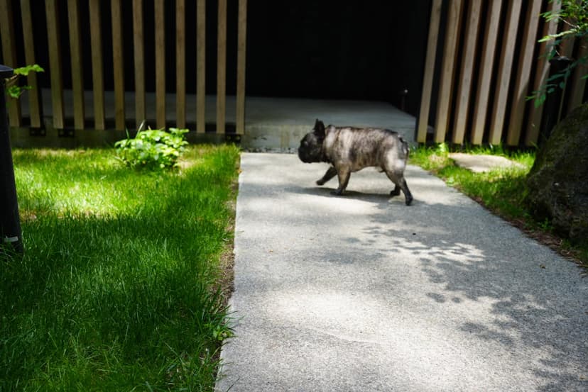 庭の小径を歩く犬