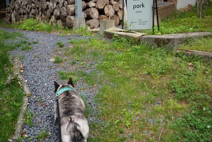ハーブガーデンへ向かう小径を歩く犬