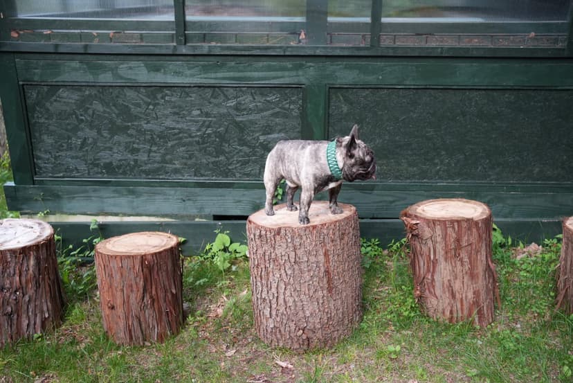 切り株の上に立つ犬