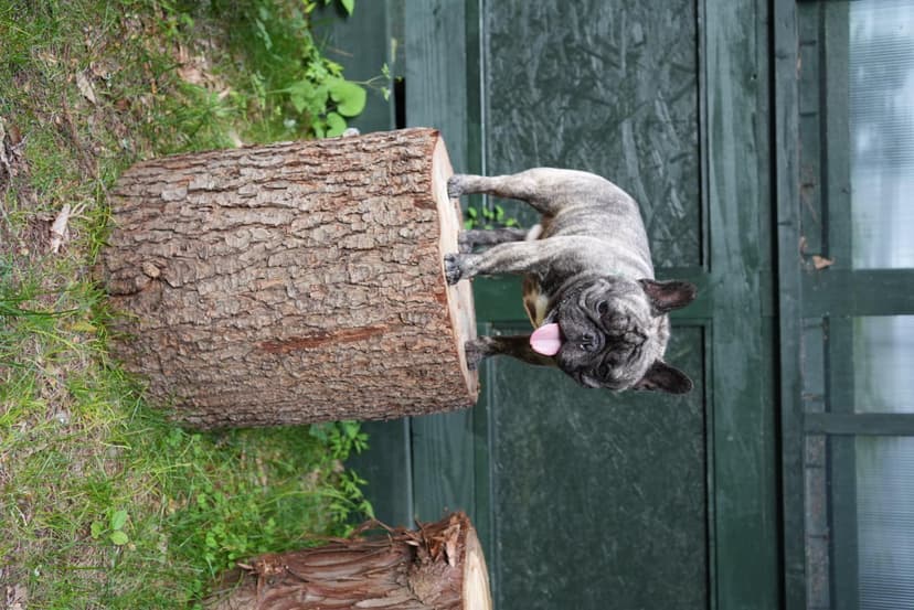 切り株の上でこちらを見る犬