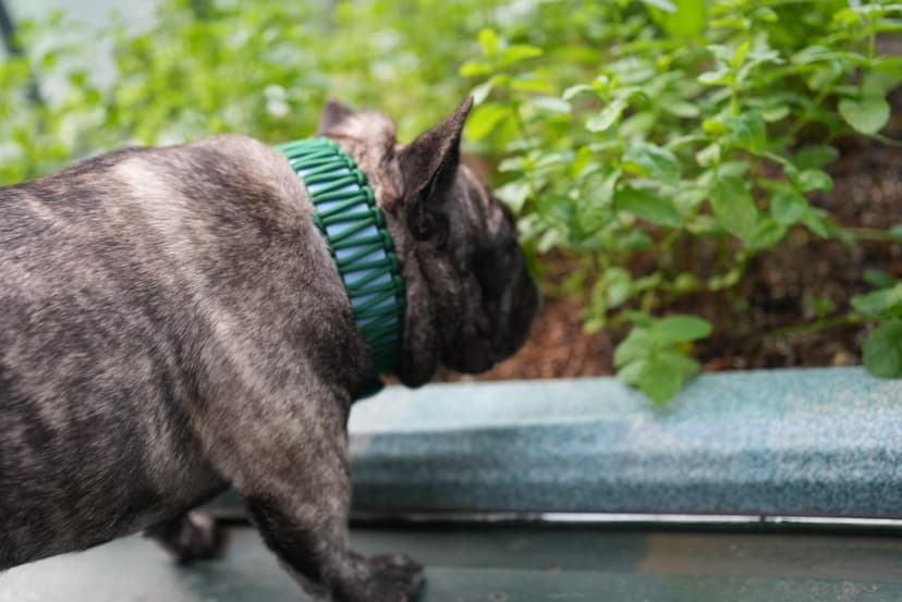 ハーブの香りを確かめる犬