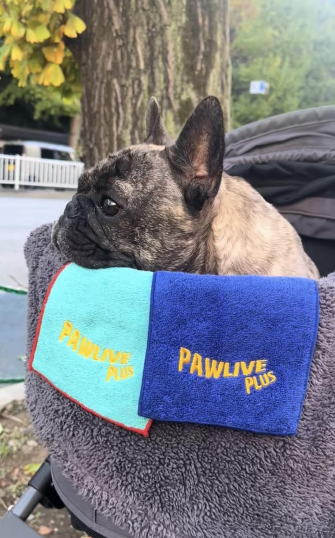pawliveplus