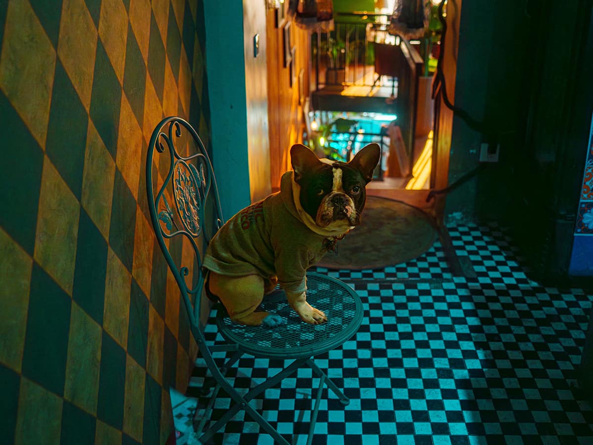 犬と働く在宅時間 —— 生産性を変えるのは足元の気配