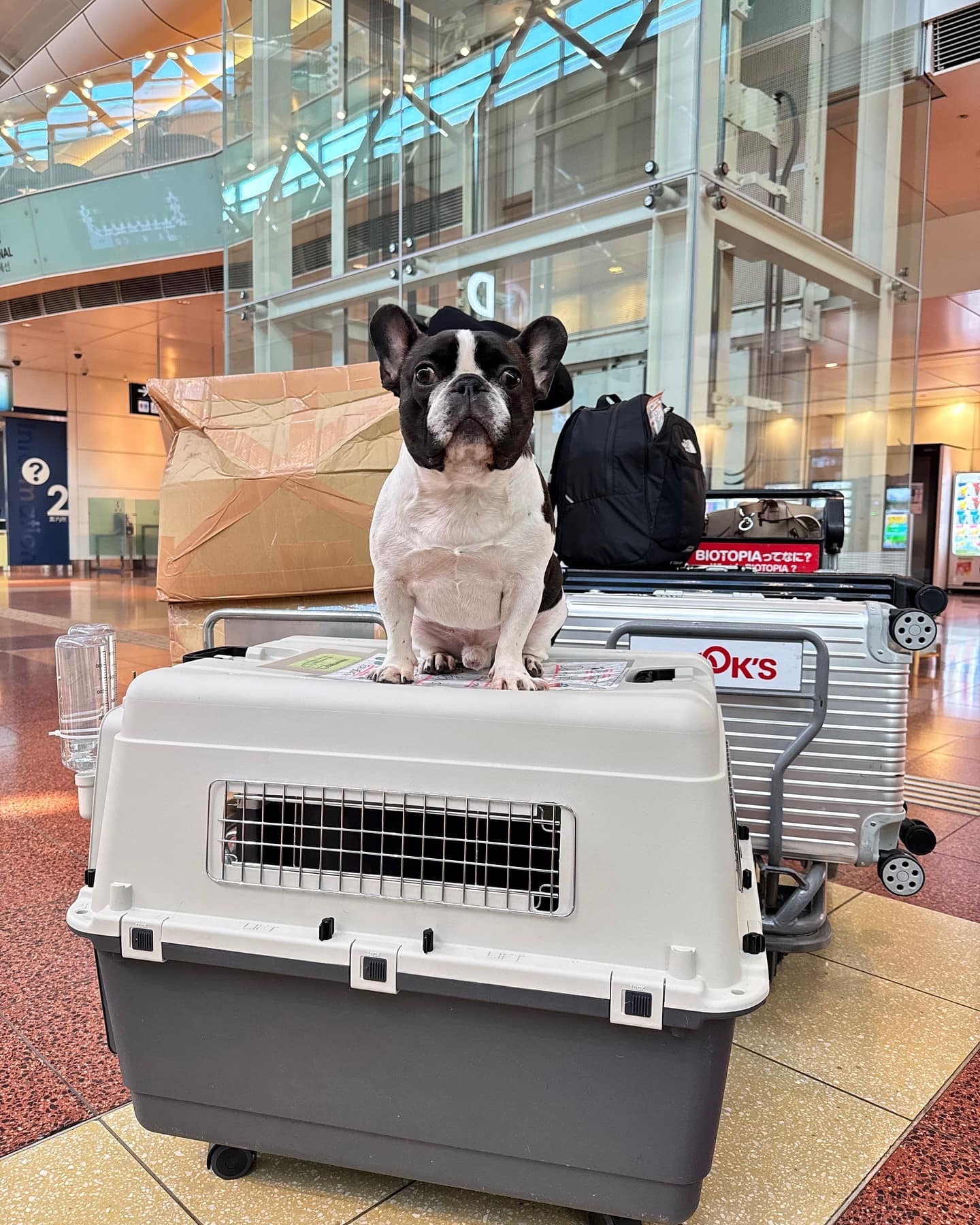 クロム、パリへ行く —— abu Paris支店長の渡航日誌~書類編~