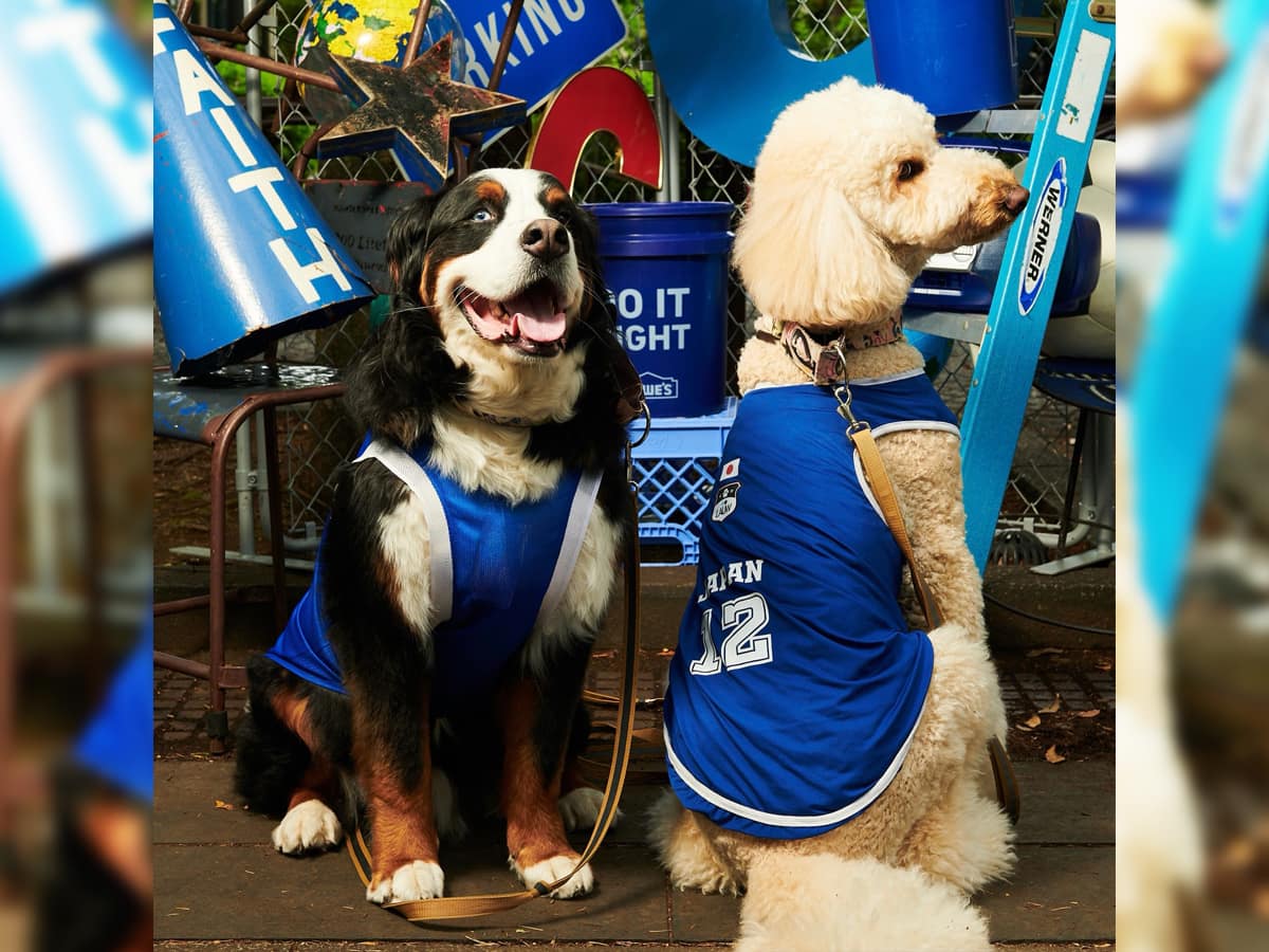 ラウーという名の犬と、日本が変わる話