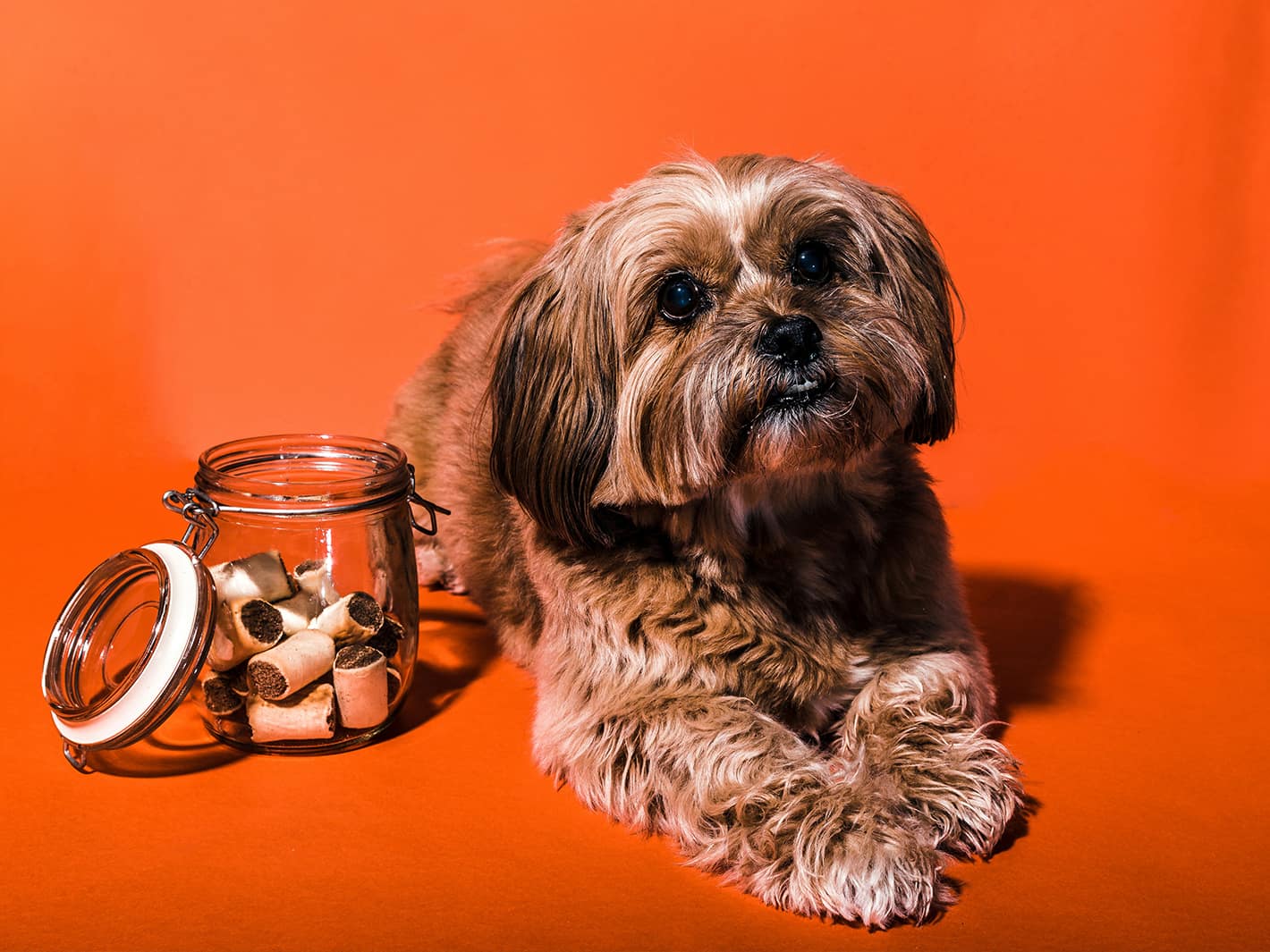 冬を包むごはん — 犬と過ごす季節の薬膳メモ