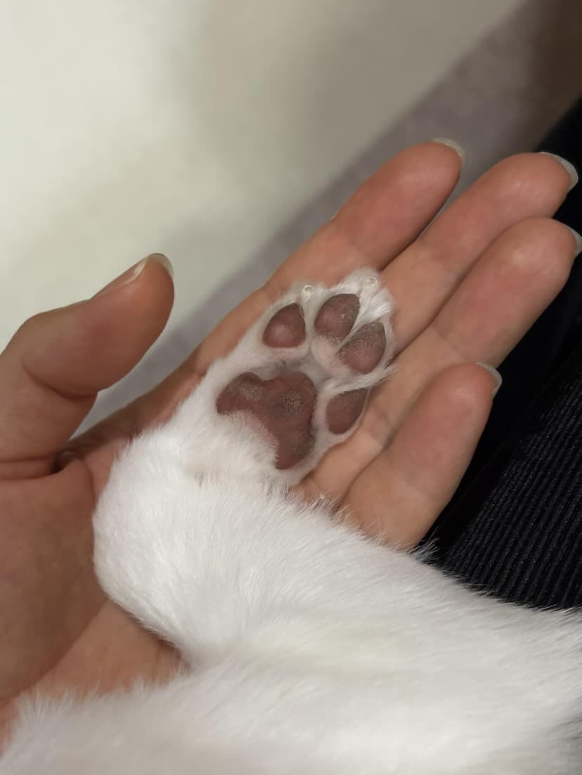 ピンク色の犬の肉球にバームを塗る手