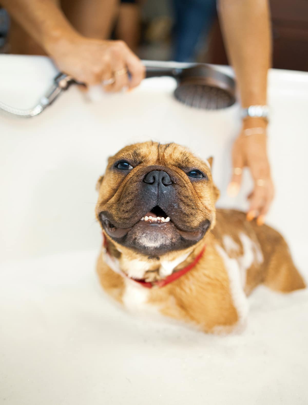 風呂は苦手。でも、清潔は暮らしの一部——フレンチブルドッグと過ごすケアのリズム