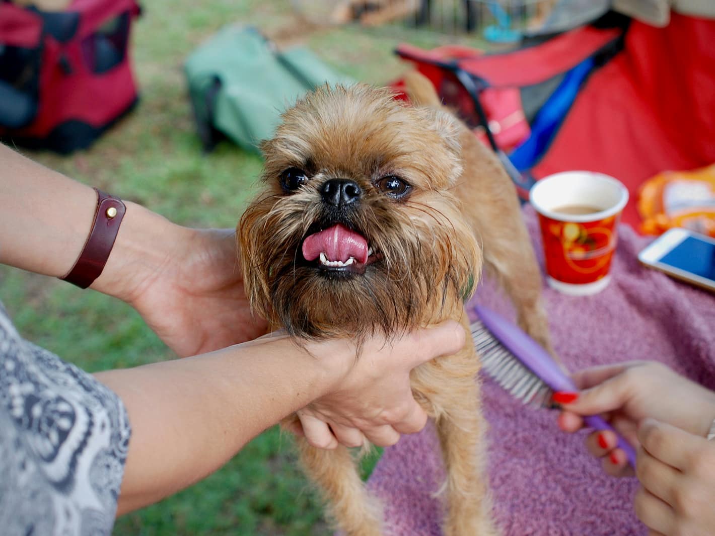 犬の“肌がゆらぐ場所”とは — はじめてのスキンケアと観察の習慣