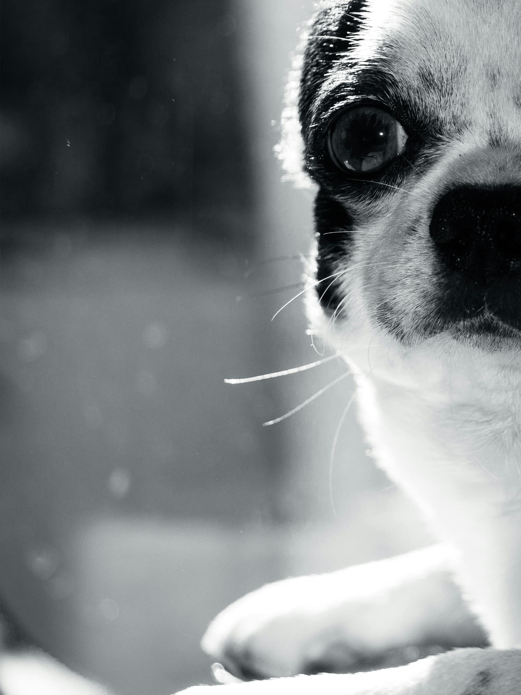 涙やけは性格じゃない——身体の“設計”から考えるケア