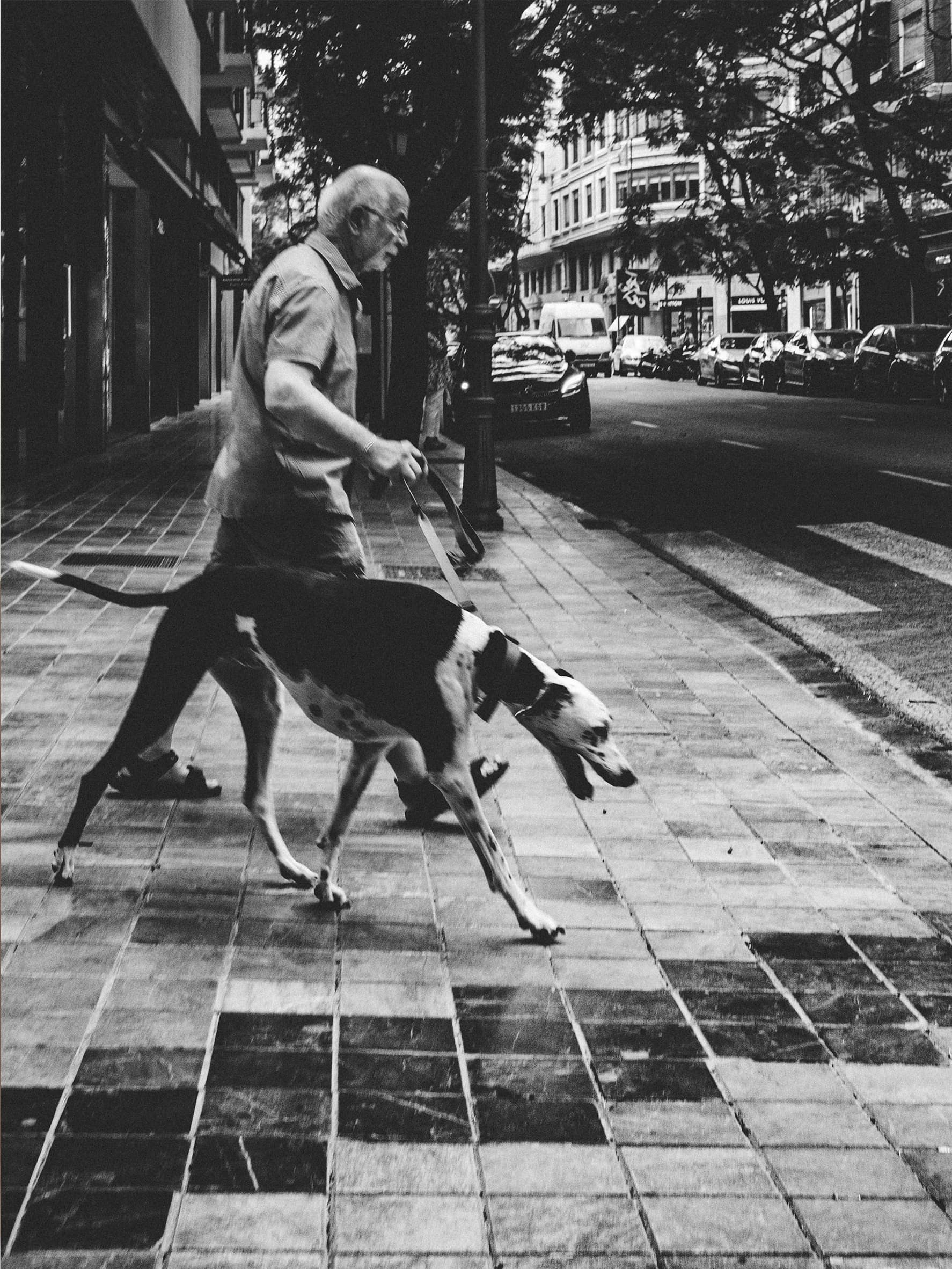 犬がもたらす静かな力――介助犬とセラピードッグがひらく、新しい関係のかたち