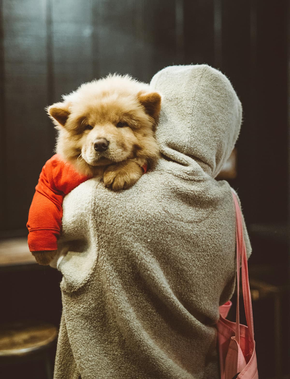 ストレスという気配が消えていくとき — 犬と暮らす身体の反応