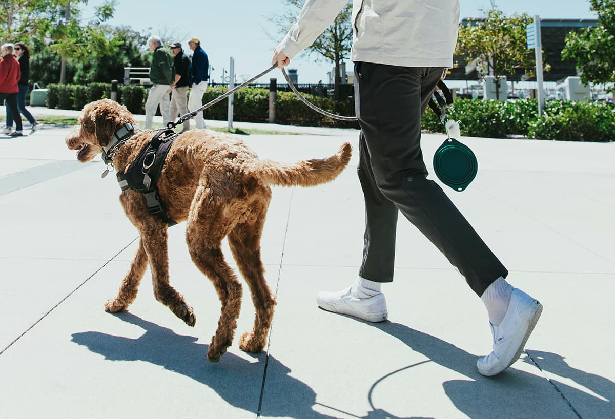 散歩はただの運動じゃない──歩くことが心の奥を静かに整える理由