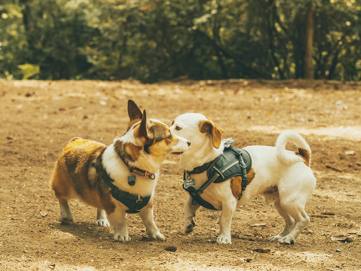 小さな足音がつなぐもの — 犬と社会的つながりの科学