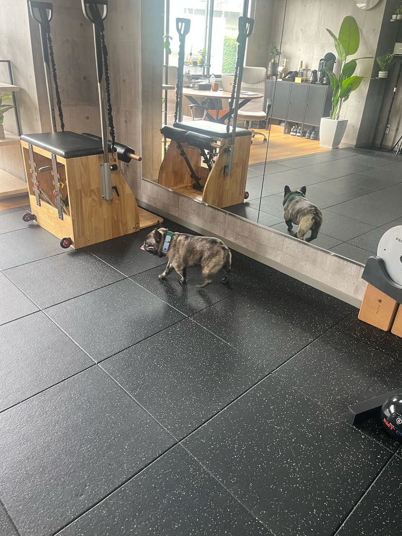 鏡の前を歩くフレンチブルドッグ