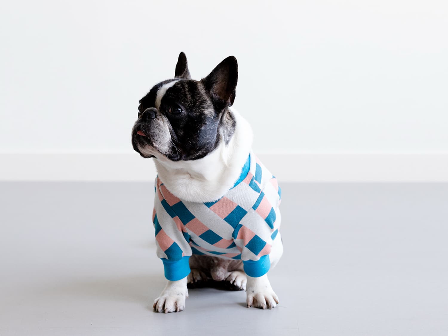 abu —— 犬と暮らす生活を、デザインするという選択