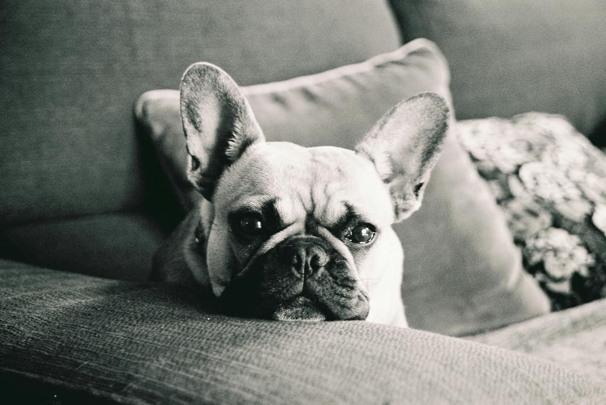 フレンチブルドッグと暮らす著名人たち