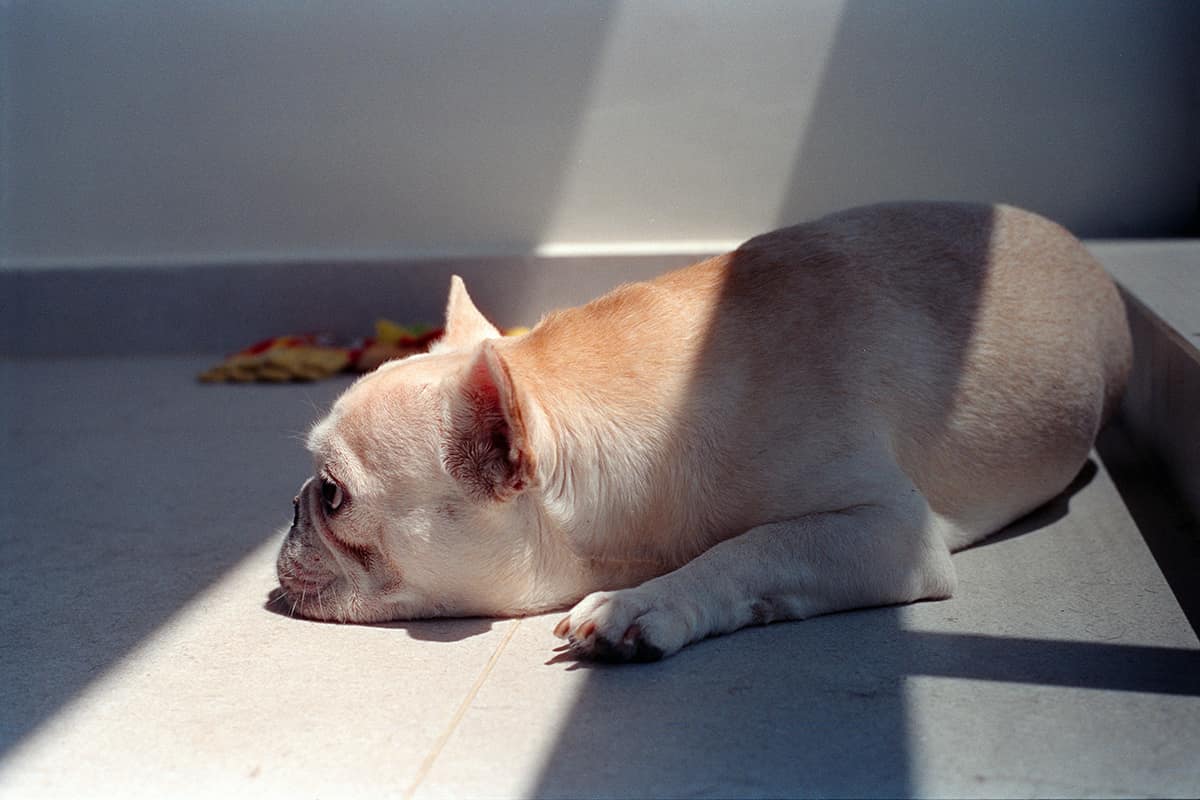 Batpig の秘密 ― 世界中が共感するフレブルの愛称