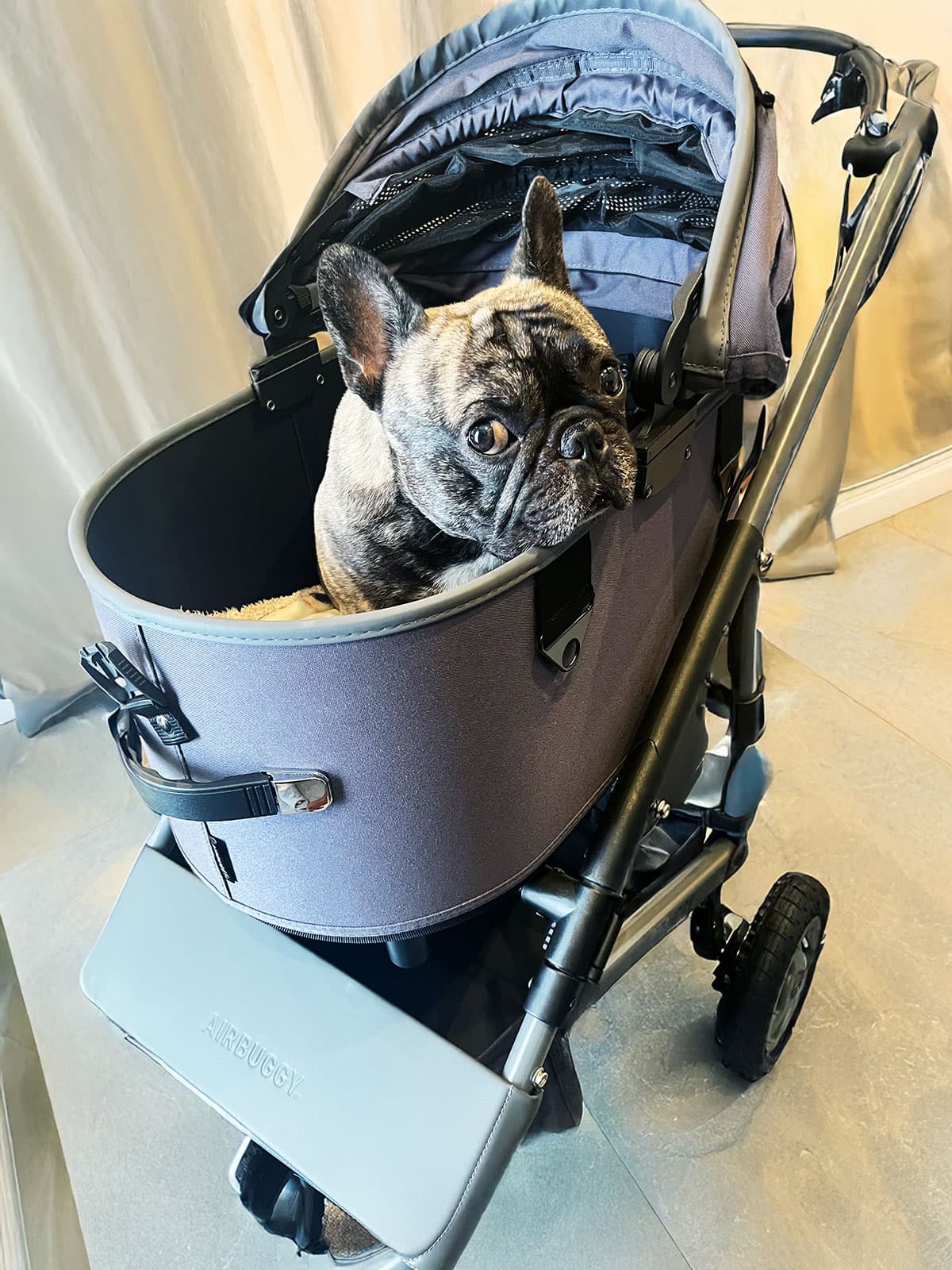 Airbuggyで散歩する犬