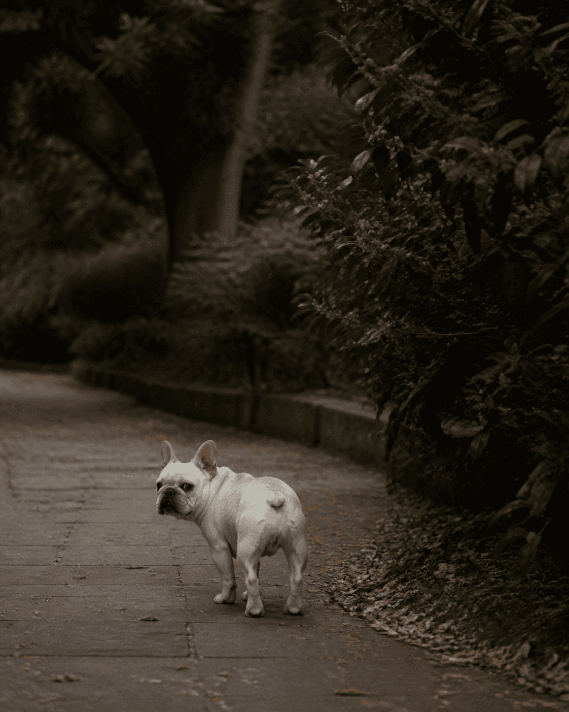 犬の時間の流れ方