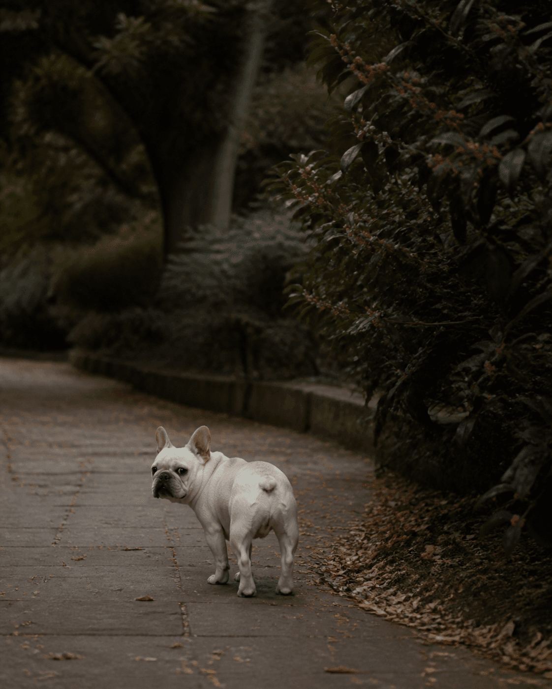 犬の時間の流れ方