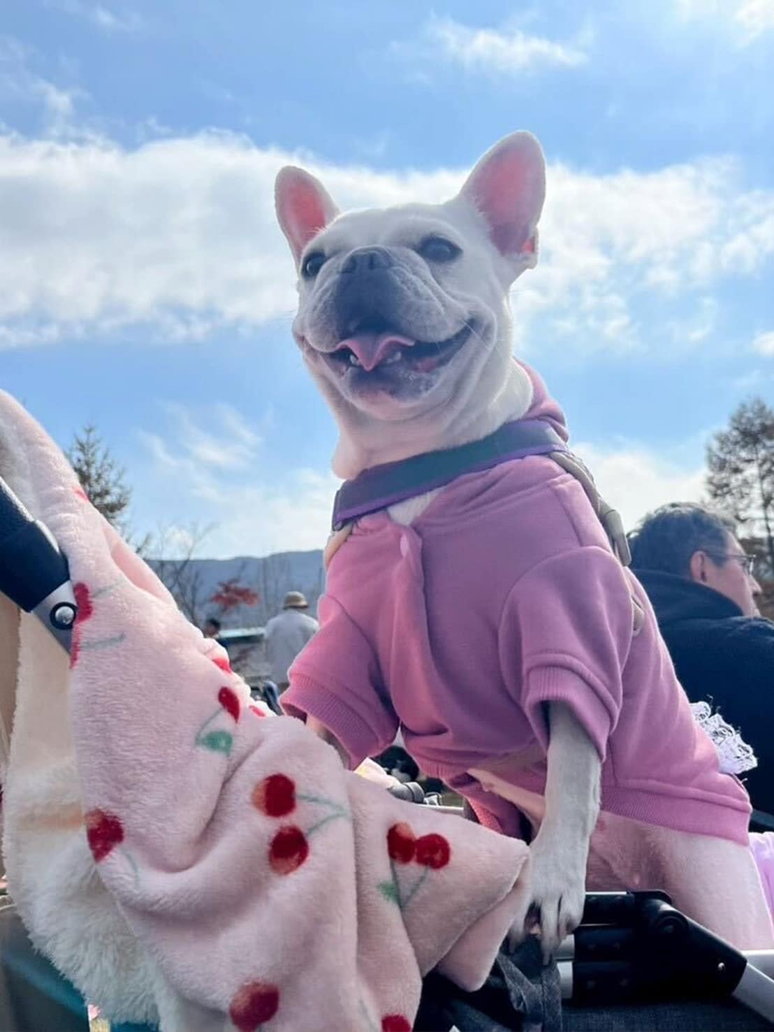 ピンクのカスタムフーディを着たフレンチブルドッグ、Blanche