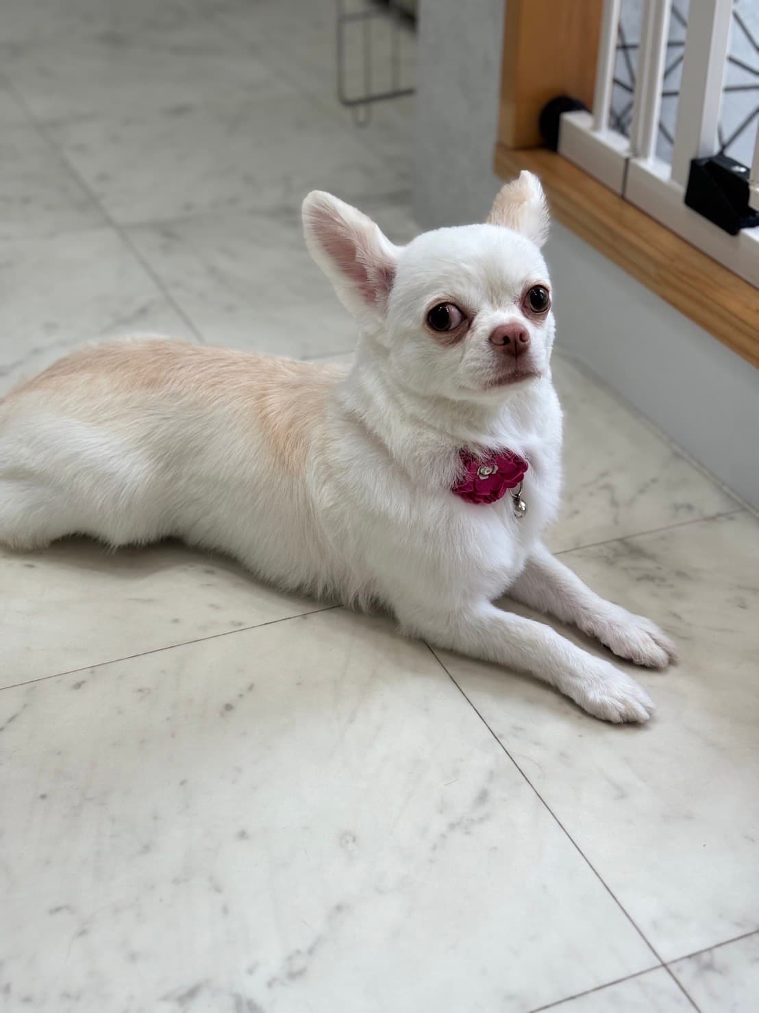 クールなフロアに伏せる白いチワワ、Towa