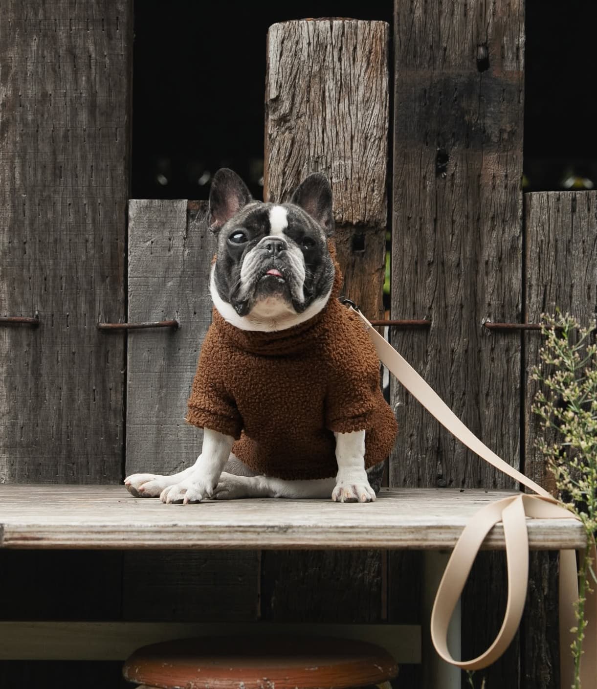 ボア素材のトップスを着たフレンチブルドッグ、殿