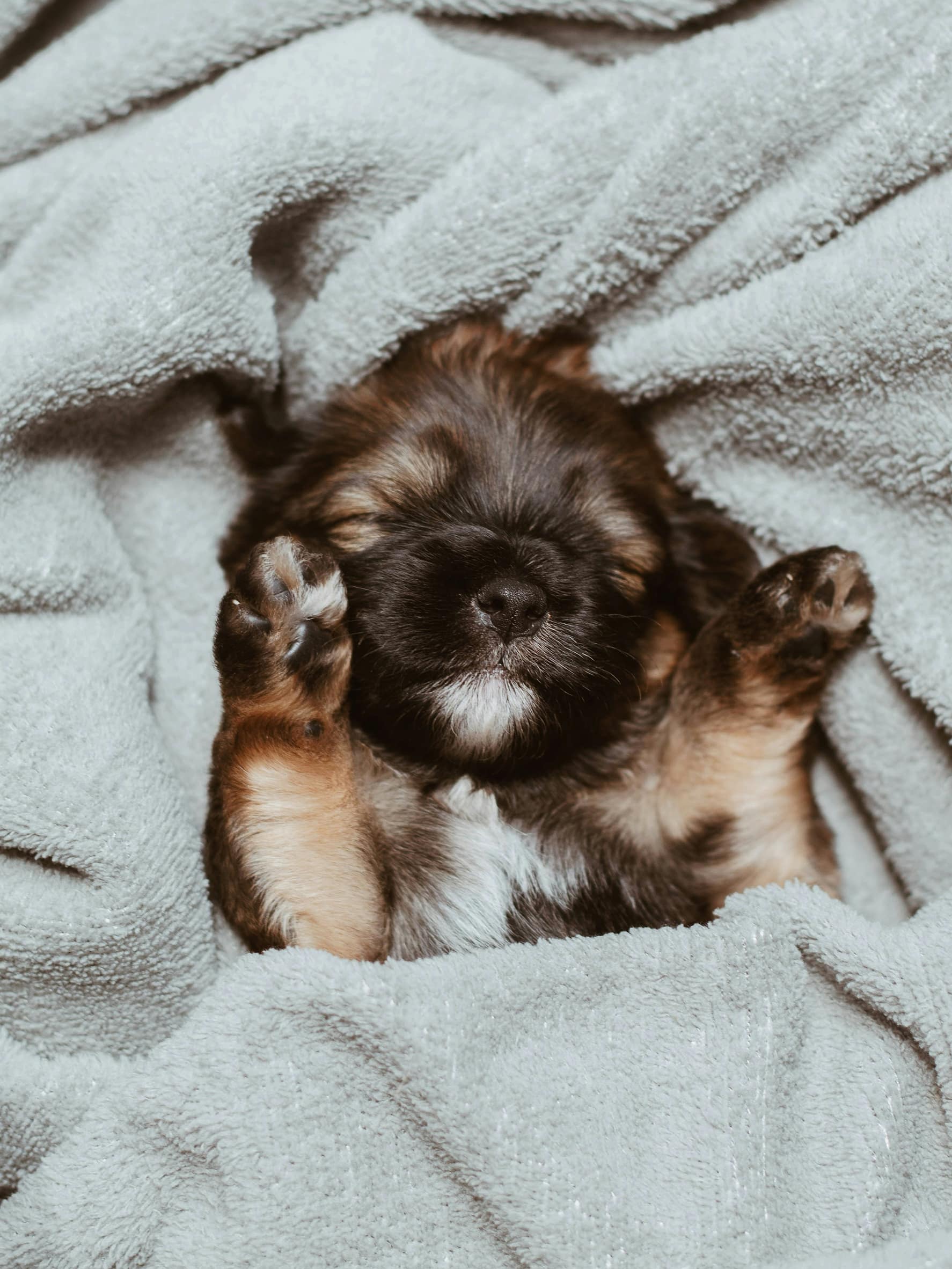 その子の“呼吸”に合わせて考える、避妊・去勢の時期