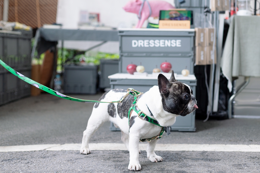 abuの店内でリラックスするフレンチブルドッグ、殿